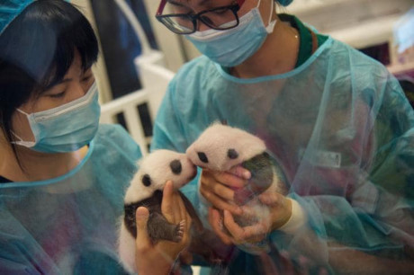 Gấu trúc panda không còn nằm trong diện có nguy cơ bị tuyệt chủng - Ảnh 3 Gau truc panda khong con nam trong dien co nguy co bi tuyet chung - Anh 3