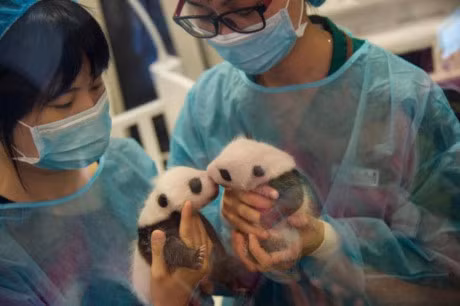 Gau truc panda khong con nam trong dien co nguy co bi tuyet chung - Anh 3