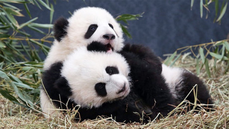 Gấu trúc panda không còn nằm trong diện có nguy cơ bị tuyệt chủng - Ảnh 11 Gau truc panda khong con nam trong dien co nguy co bi tuyet chung - Anh 11