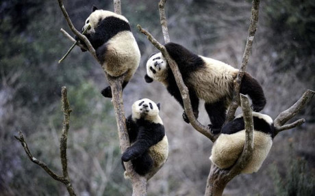 Gấu trúc panda không còn nằm trong diện có nguy cơ bị tuyệt chủng - Ảnh 8 Gau truc panda khong con nam trong dien co nguy co bi tuyet chung - Anh 8