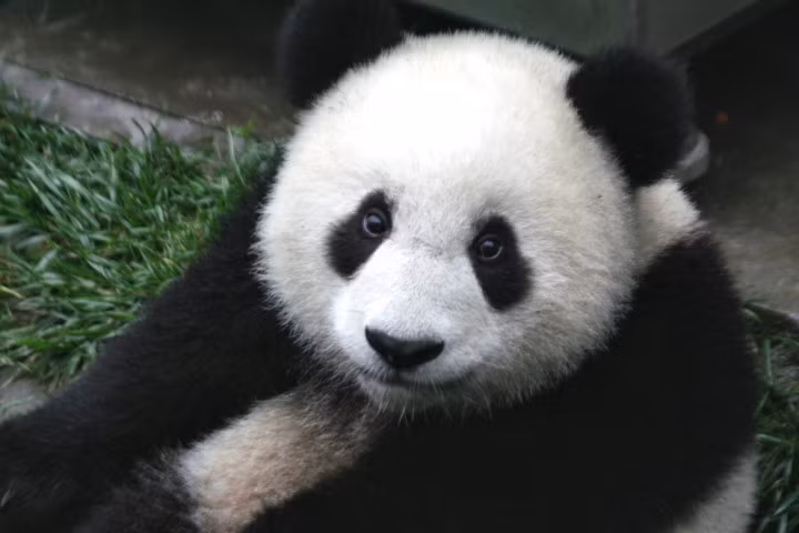 Gấu trúc panda không còn nằm trong diện có nguy cơ bị tuyệt chủng