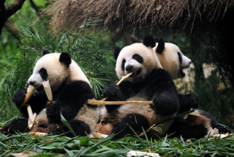 Gấu trúc panda không còn nằm trong diện có nguy cơ bị tuyệt chủng - Ảnh 6 Gau truc panda khong con nam trong dien co nguy co bi tuyet chung - Anh 6