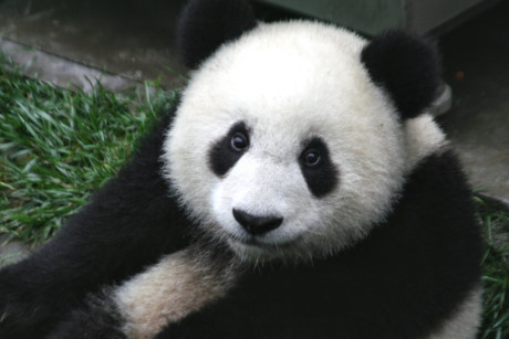 Gấu trúc panda không còn nằm trong diện có nguy cơ bị tuyệt chủng - Ảnh 7 Gau truc panda khong con nam trong dien co nguy co bi tuyet chung - Anh 7