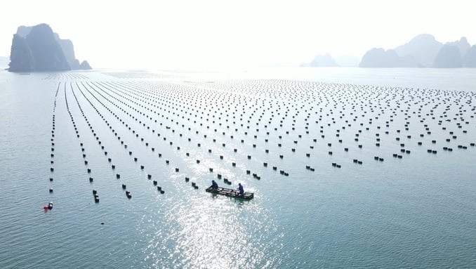 Sau “Hội nghị phát triển bền vững nuôi biển - Nhìn từ Quảng Ninh” nhiều tin vui và tín hiệu tích cực mở ra, đặc biệt đã thu hút nhiều nhà đầu tư đến với Quảng Ninh. Ảnh: Duy Học. Sau “Hội nghị phát triển bền vững nuôi biển - Nhìn từ Quảng Ninh” nhiều tin vui và tín hiệu tích cực mở ra, đặc biệt đã thu hút nhiều nhà đầu tư đến với Quảng Ninh. Ảnh: Duy Học.