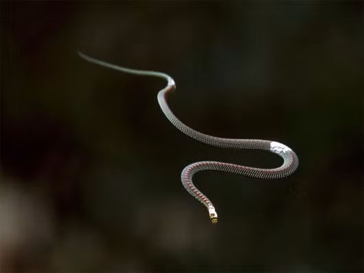Rắn bay giúp phát triển công nghệ