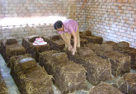 Ky thuat trong nam rom cho nang suat cao - Anh 3