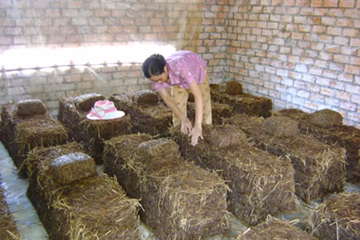 Kỹ thuật trồng nấm rơm cho năng suất cao