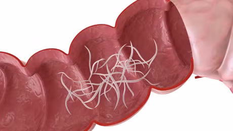 Hat du du co tac dung chua benh khong ngo - Anh 4