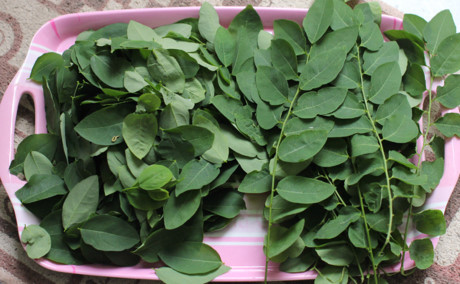 Cách chữa nhiệt miệng thần tốc Cach chua nhiet mieng than toc