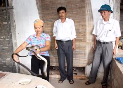 Nuôi rắn dài cả mét, nặng tới 5kg, kiếm hàng trăm triệu/vụ ảnh 1