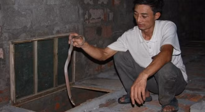 Nuôi rắn dài cả mét, nặng tới 5kg, kiếm hàng trăm triệu/vụ