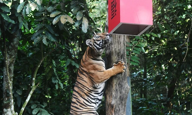 Hổ Mã Lai ở vườn thú Mandai của SIngapore.