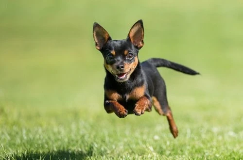 Top 10 loài chó có cân nặng khiêm tốn nhất thế giới