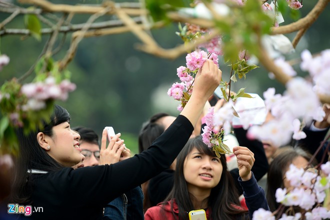 Mặc dù đã có rào chắn, nhiều bạn trẻ vẫn cố với để kéo các cành hoa thật xuống chụp ảnh. Võ sĩ sumo đấu vật giữa Hoàng thành Thăng Long