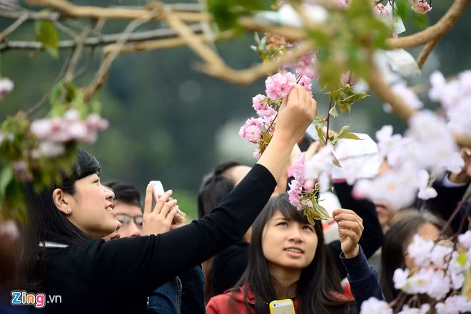 Võ sĩ sumo đấu vật giữa Hoàng thành Thăng Long