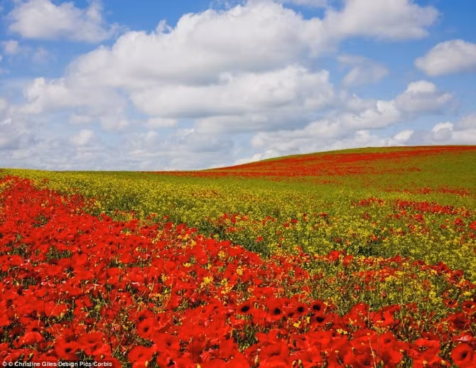 Chiêm ngưỡng 10 vườn hoa đẹp nhất thế giới - Ảnh 8