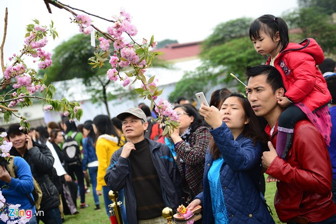 Những cành hoa anh đào thật thu hút sự chú ý của rất nhiều người đến xem. Tại Nhật Bản, hoa anh đào (sakura) nở rộ suốt từ cuối tháng 1 cho đến đầu tháng 5 mỗi mùa và năm nay chỉ có 500 cành mang sang Việt Nam. Võ sĩ sumo đấu vật giữa Hoàng thành Thăng Long