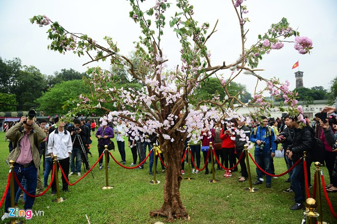 Điểm nổi bật nhất lễ hội là bên cạnh việc đặt và trang trí các cây Sakura thật, BTC còn dành đất cho vị trí trồng cây hoa anh đào, dựng khu vực cho khách chụp ảnh lưu niệm. Võ sĩ sumo đấu vật giữa Hoàng thành Thăng Long