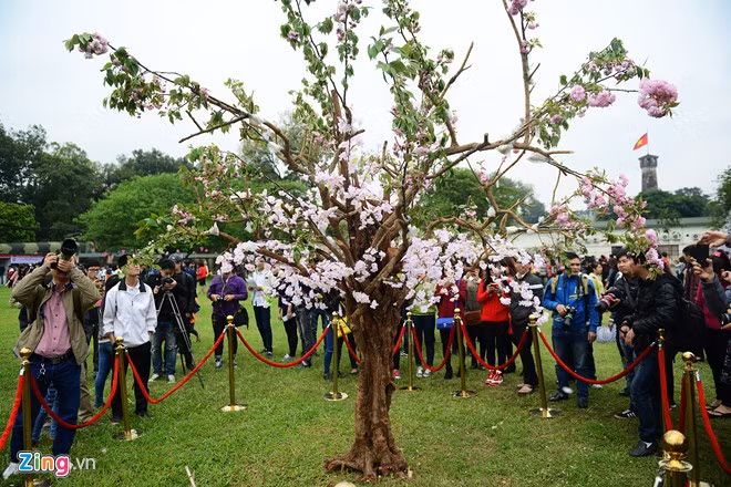 Võ sĩ sumo đấu vật giữa Hoàng thành Thăng Long