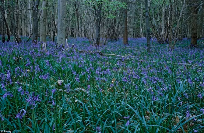 Chiêm ngưỡng 10 vườn hoa đẹp nhất thế giới - Ảnh 14