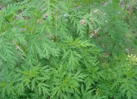 6 loai thao moc co kha nang tieu diet sach ky sinh trung sinh soi nay no trong co the - Anh 6