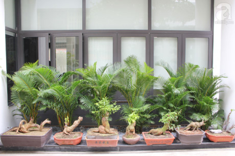 Ngôi nhà 500m2 đầy cây xanh có giá 3 tỷ đồng giữa lòng Đà Nẵng - Ảnh 22 Ngoi nha 500m2 day cay xanh co gia 3 ty dong giua long Da Nang - Anh 22