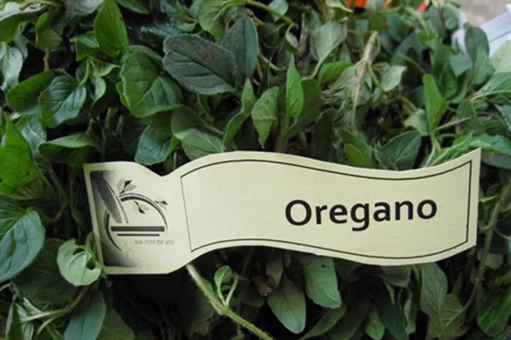 6 loại thảo mộc có khả năng tiêu diệt sạch ký sinh trùng sinh sôi nảy nở trong cơ thể