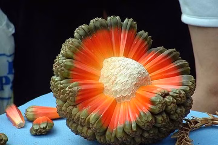 Bài thuốc đơn giản từ dứa dại đánh bay cảm ho, sỏi thận đến viêm gan