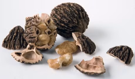 6 loai thao moc co kha nang tieu diet sach ky sinh trung sinh soi nay no trong co the - Anh 5