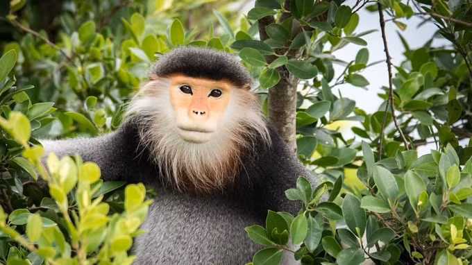 Vượt ra khỏi bờ biển phía đông bắc Đà Nẵng, miền trung Việt Nam, Khu bảo tồn thiên nhiên Sơn Trà (hay còn gọi là đảo Khỉ) là một trong những góc xanh nhất của Việt Nam. Khu rừng nhiệt đới lâu đời đóng vai chủ nhà cho những cây đa cổ thụ, hệ thực vật quý hiếm và voọc chân vịt có màu đỏ độc đáo (trong hình). .