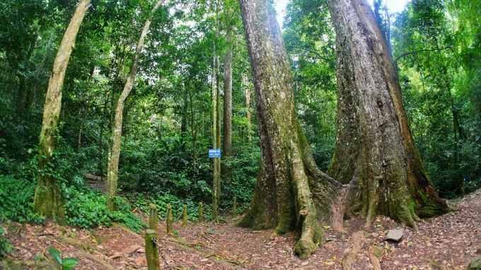 Sở hữu một vẻ đẹp khác ở tỉnh Ninh Bình là Vườn quốc gia Cúc Phương. Nơi đây là khu bảo tồn thiên nhiên lâu đời nhất của đất nước, mở cửa vào năm 1962. Du khách tới đây sẽ được chứng kiến hang động, hóa thạch, cây cổ thụ - bao gồm một cây đã 1.000 năm tuổi. Khu rừng này sở hữu hệ thực vật phong phú với hơn 135 loài động vật có vú.