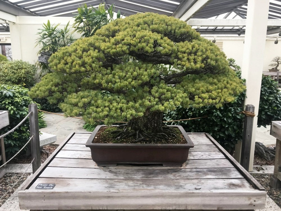 Cây bonsai hơn 400 tuổi.