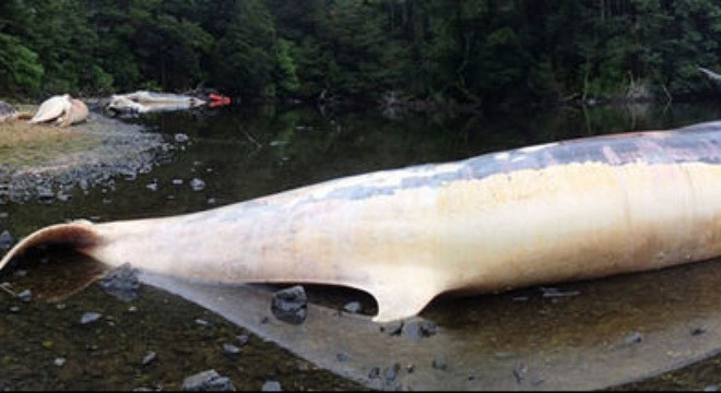 Cá voi chết hàng loạt ở Chile.