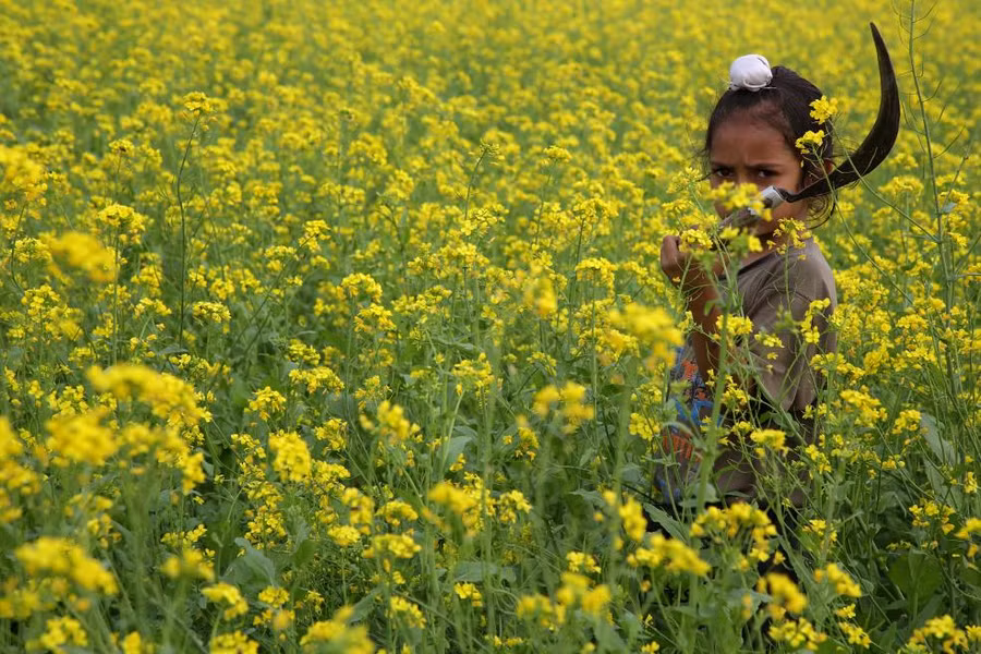 Một em bé làm việc trên cánh đồng hoa cải ở Jammu, Ấn Độ