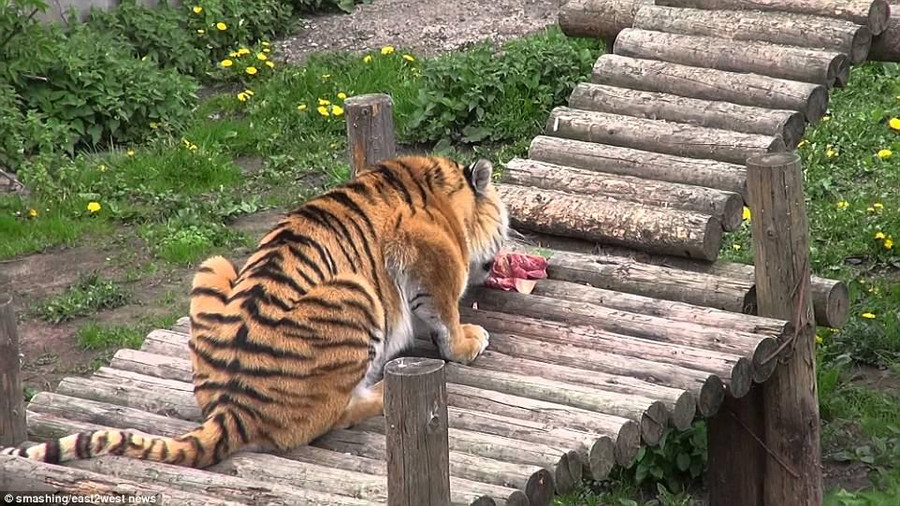 Hổ Siberia có bản năng bảo vệ lãnh thổ Hổ Siberia có bản năng bảo vệ lãnh thổ