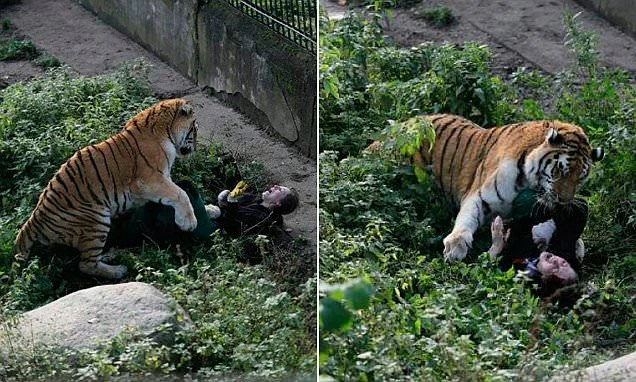 Nga: Nữ nhân viên thoát chết trong gang tấc dưới nanh vuốt hổ Siberia