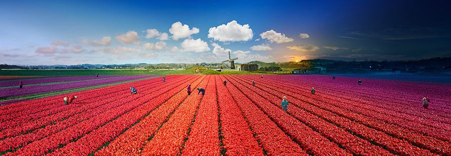 Cánh đồng hoa tulip ở Hà Lan Cánh đồng hoa tulip ở Hà Lan