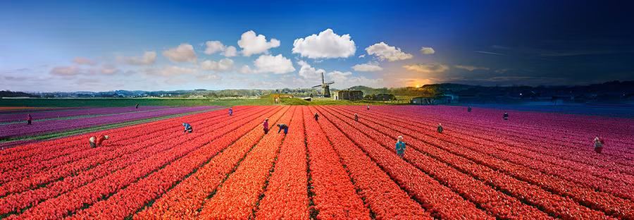 Cánh đồng hoa tulip ở Hà Lan