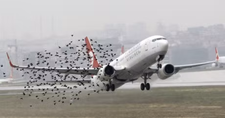 The gioi lam gi de han che tai nan hang khong do chim choc? - Anh 1