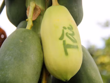 Nhung loai trai cay doc la, dep mat cho mam ngu qua ngay Tet - Anh 4