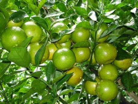 Kỹ thuật trồng cây chanh tứ quý sai trĩu cành quanh năm - Ảnh 4 Ky thuat trong cay chanh tu quy sai triu canh quanh nam - Anh 4