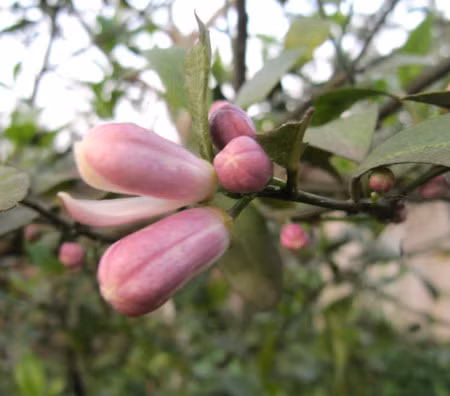 Ky thuat trong cay chanh tu quy sai triu canh quanh nam - Anh 3