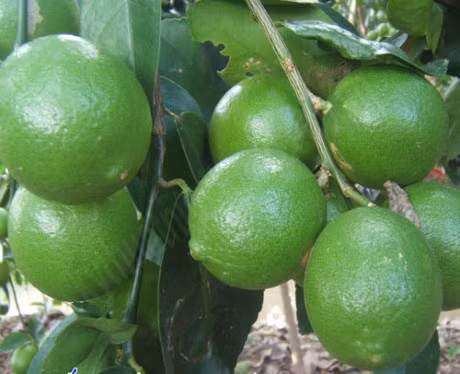 Ky thuat trong cay chanh tu quy sai triu canh quanh nam - Anh 1