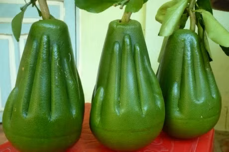 Nhung loai trai cay doc la, dep mat cho mam ngu qua ngay Tet - Anh 2