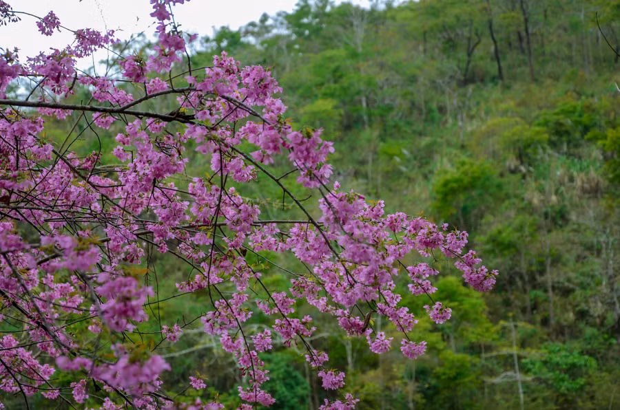 Mùa hoa đi qua rất nhanh nên người ta chỉ để nó ở trên rừng.