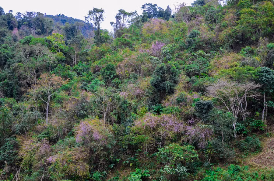 Cũng bởi vậy, mặc dù nhiều người biết đến đều say đắm trước vẻ đẹp của loài hoa này, song để ngắm thì không có cách nào khác là“ngược núi” lên với Tây Bắc mỗi dịp Xuân về…