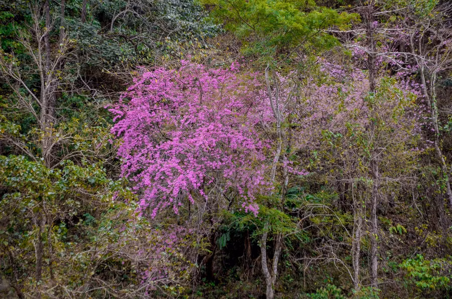 Tớ Dày là loài cây thân gỗ, tán rộng và chỉ mọc ở trên những sườn đồi, triền núi, hay những thung sâu.