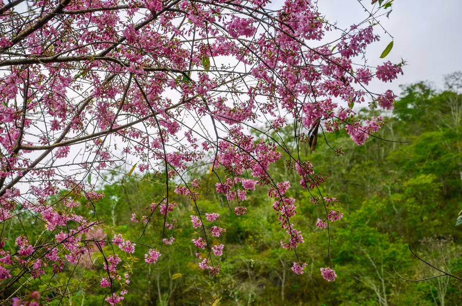 Hoa nở rất dày và thường kết thành từng chùm.