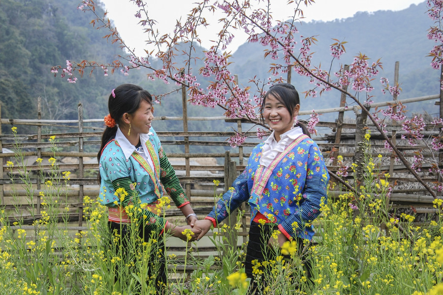 Thiếu nữ Mông khoe sắc cùng hoa Pằng Tớ Dày khi Xuân về.