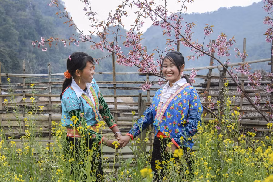 Thiếu nữ Mông khoe sắc cùng hoa Pằng Tớ Dày khi Xuân về.